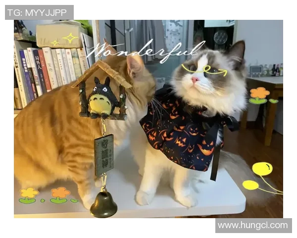 足球球星宠物猫品种揭秘：明星球员们偏爱的猫咪种类与养宠心得